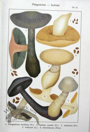 SMS Mushroom 04